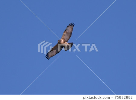 Flight of snout Flight of snout 75952992