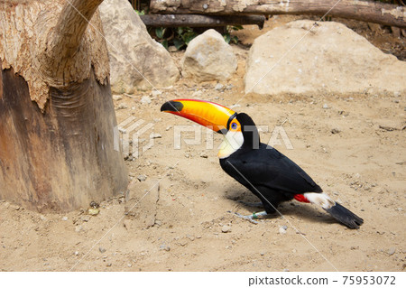 Toucan landing on the ground Toucan landing on the ground 75953072