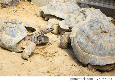 Aldabra giant tortoise herd Aldabra giant tortoise herd 75953073