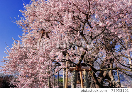 Cherry blossoms in Tozumi 75953101