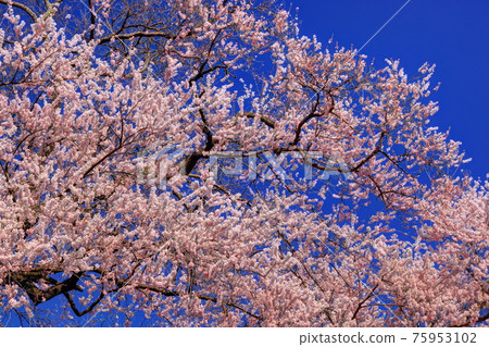 Cherry blossoms in Tozumi 75953102