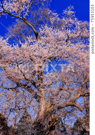 Cherry blossoms in Tozumi 75953103