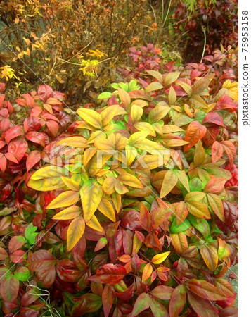 冬天種植的大福南天 冬天種植的大福南天 75953158