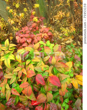 冬天種植的大福南天 75953159