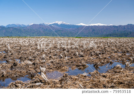 Muddy rice fields and the Southern Alps in early spring Muddy rice fields and the Southern Alps in early spring 75953518