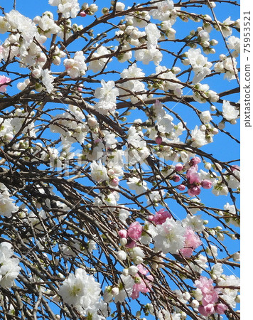 Genpei peach, flower peach, weeping peach, red and white bloom, Genpei weeping peach Genpei peach, flower peach, weeping peach, red and white bloom, Genpei weeping peach 75953521