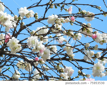 源培桃花、垂枝桃、紅白花、源培垂枝桃 源培桃花、垂枝桃、紅白花、源培垂枝桃 75953530