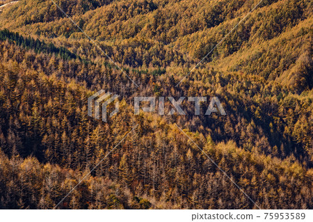 從天狗坦山看到的落葉松黃葉 從天狗坦山看到的落葉松黃葉 75953589