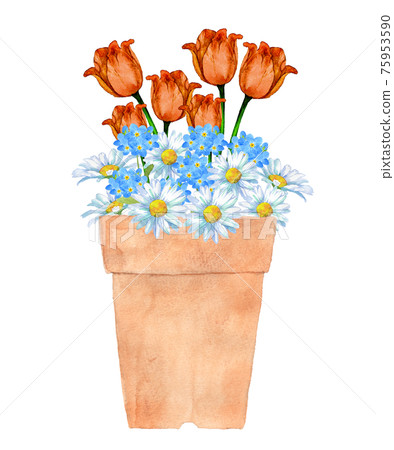 盆栽鬱金香和春天的花朵 75953590