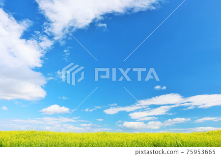 Hokkaido blue sky and rape field scenery 75953665