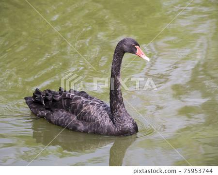 Black Swan feeding in a pond Black Swan feeding in a pond 75953744