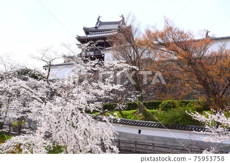 Fukuchiyama Castle [Continued Top 100 Japanese Castles] 75953758