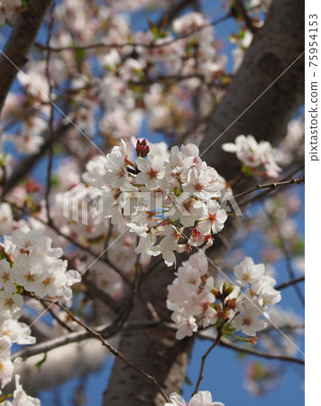 Spring image (Sakura flower) 75954153