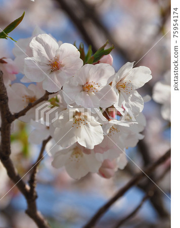 Spring image (Sakura flower) Spring image (Sakura flower) 75954174