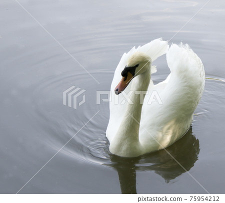 White swan 75954212
