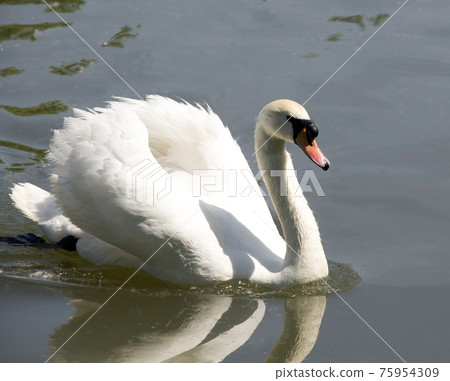 White swan White swan 75954309