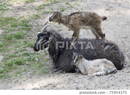 Goat with playful kids 75954375