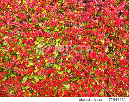 Spring hedge red robin Spring hedge red robin 75954681