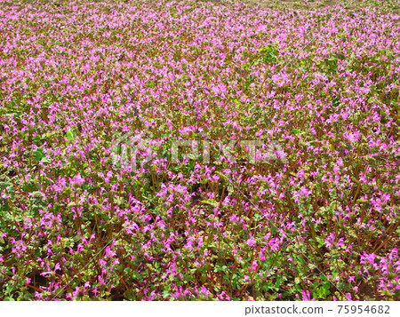 The Buddha's seat that blooms all over the spring field 75954682