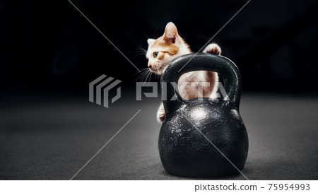 Cat and kettlebell in the gym. 75954993