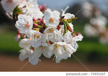 Spring image (Sakura flower) Spring image (Sakura flower) 75955207