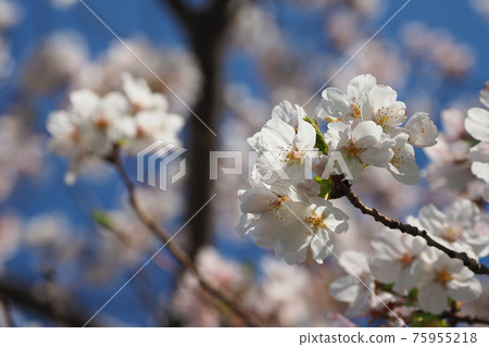 Spring image (Sakura flower) Spring image (Sakura flower) 75955218