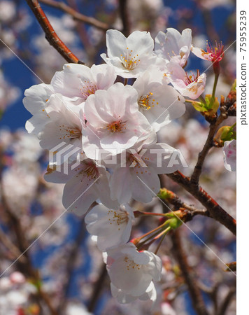 春天的形象（櫻花） 75955239