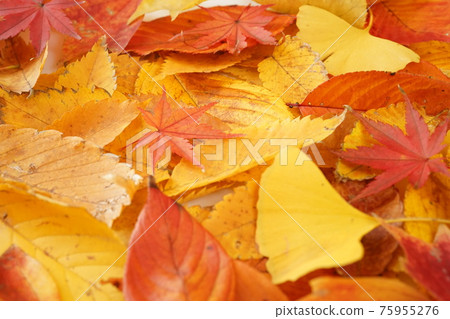 Autumn leaves maple keyaki ginkgo maple fallen leaves yellow close-up macro white background white background Autumn leaves maple keyaki ginkgo maple fallen leaves yellow close-up macro white background white background 75955276