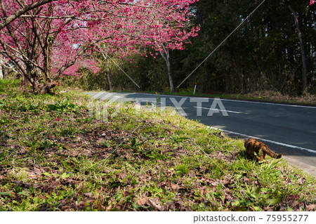 A landscape where a stray cat kitten family is invited to warm and cheerful and announces spring with cold scarlet cherry blossoms A landscape where a stray cat kitten family is invited to warm and cheerful and announces spring with cold scarlet cherry blossoms 75955277
