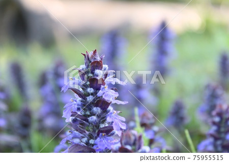 Ajuga 75955515
