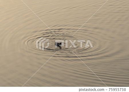 coot 75955738