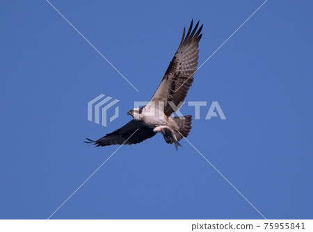Osprey that grabs a fish and flies 75955841