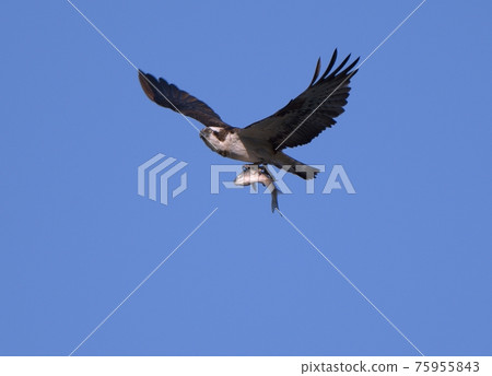 Osprey that grabs a fish and flies 75955843