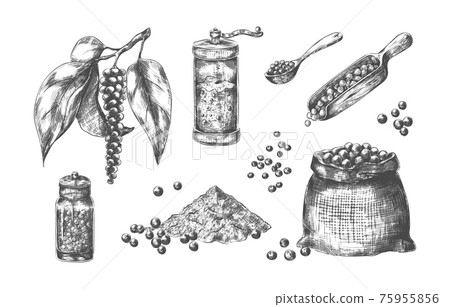 Black pepper. Hand drawn spice with pungent taste. Glass pepperbox. Mill for condiment. Canvas bag and spoons or scoops full of spicy ingredient. Vector corn or powder seasoning set Black pepper. Hand drawn spice with pungent taste. Glass pepperbox. Mill for condiment. Canvas bag and spoons or scoops full of spicy ingredient. Vector corn or powder seasoning set 75955856