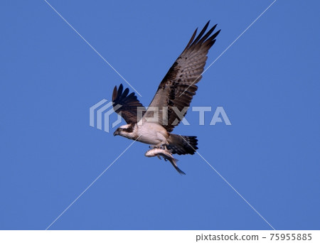 Osprey that grabs a fish and flies Osprey that grabs a fish and flies 75955885