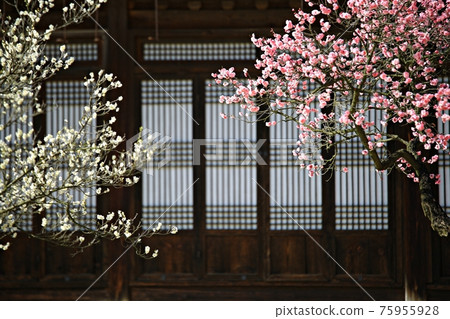 春日繁花似錦，顯忠寺 75955928
