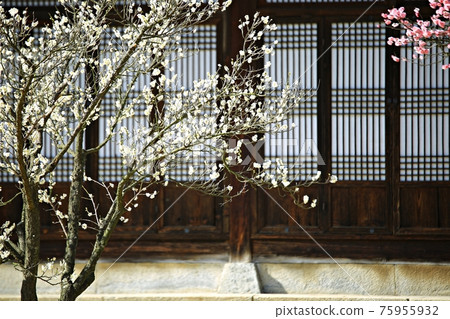 春日繁花似錦，顯忠寺 75955932