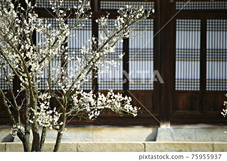 A blooming spring day, Hyeonchungsa A blooming spring day, Hyeonchungsa 75955937