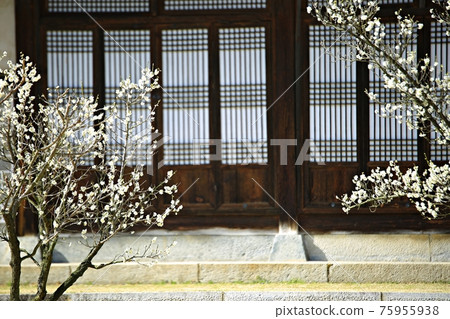 A blooming spring day, Hyeonchungsa A blooming spring day, Hyeonchungsa 75955938