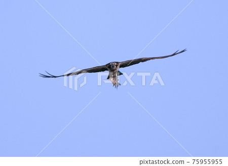 Osprey that grabs a fish and flies 75955955