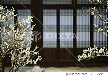 A blooming spring day, Hyeonchungsa 75955956