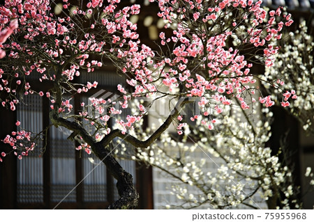 春日繁花似錦，顯忠寺 75955968