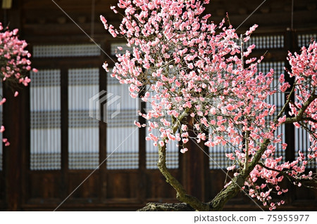 春日繁花似錦，顯忠寺 75955977