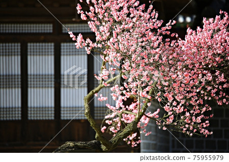 春日繁花似錦，顯忠寺 75955979