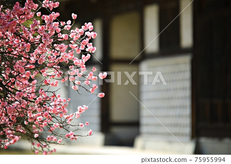 春日繁花似錦，顯忠寺 75955994