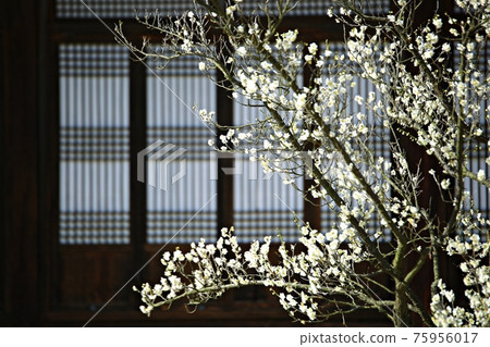 春日繁花似錦，顯忠寺 75956017