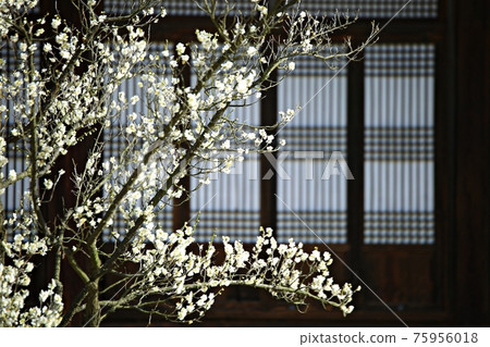 A blooming spring day, Hyeonchungsa A blooming spring day, Hyeonchungsa 75956018