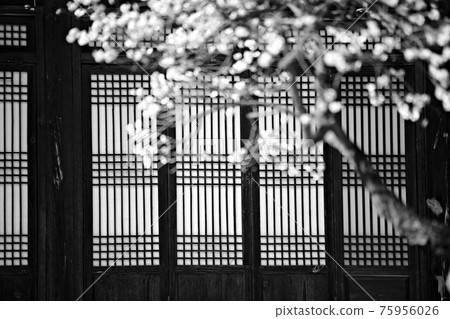 春日繁花似錦，顯忠寺 75956026