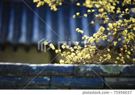 春日繁花似錦,顯忠寺 春日繁花似錦,顯忠寺 75956037