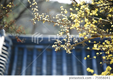 春日繁花似錦，顯忠寺 75956041